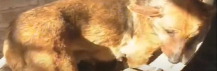 cagnolina copre neonato abbandonato cuccioli