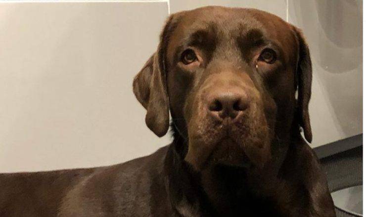 Django, il cane di Paola Perego