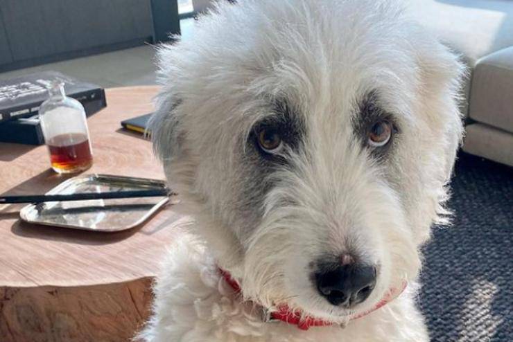 Paper, il cane di Cristina Chiabotto