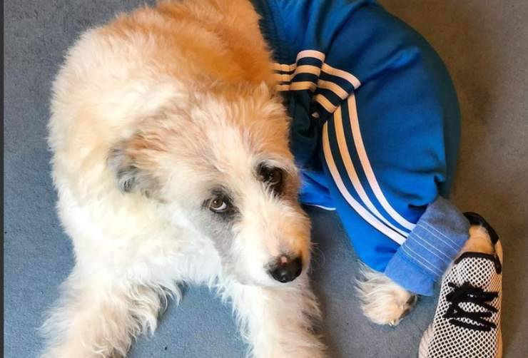 Paper, il cane di Cristina Chiabotto