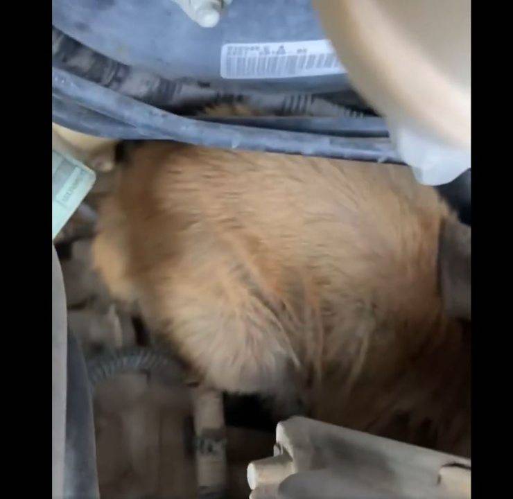 cane incastrato motore auto
