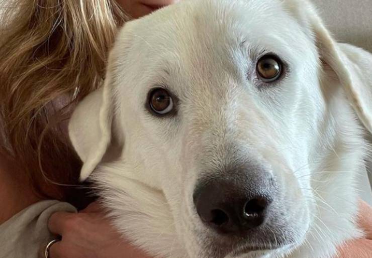 Jennifer Aniston cani