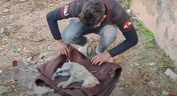 cagnolina randagia soccorso cucciolo morire