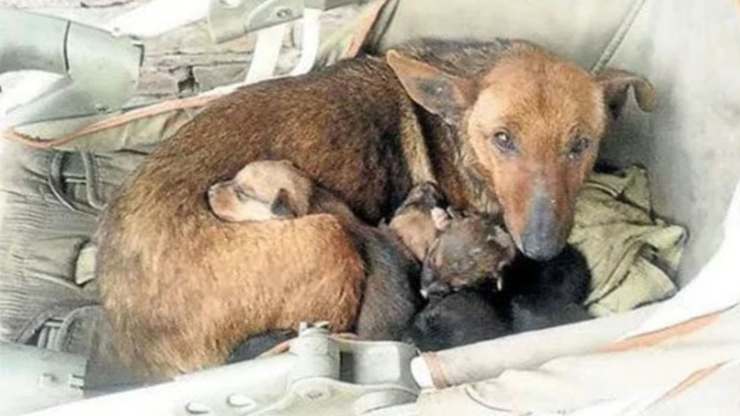 cane protegge bambino abbandonato freddo