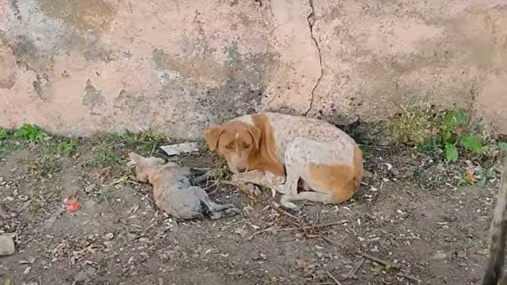 Mamma cane implora aiuto cucciolo morendo