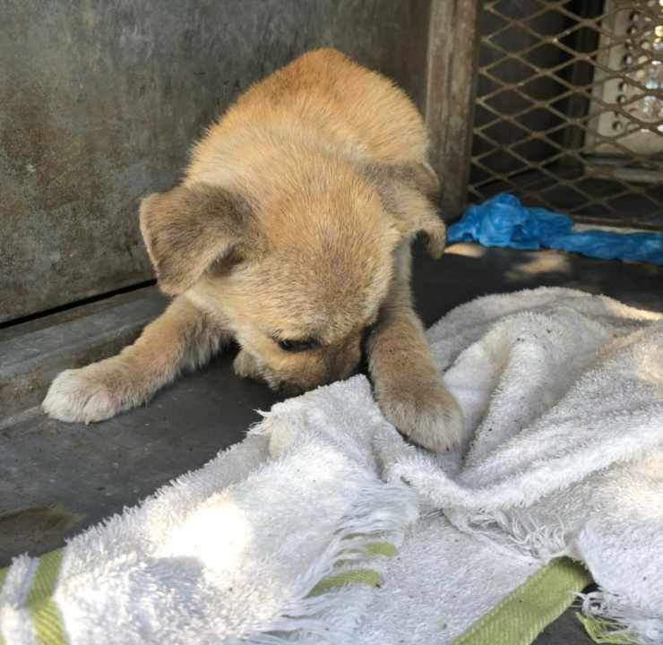 cane ripara freddo motore