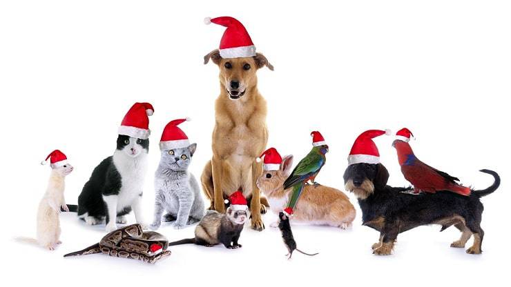 animali natale 2021