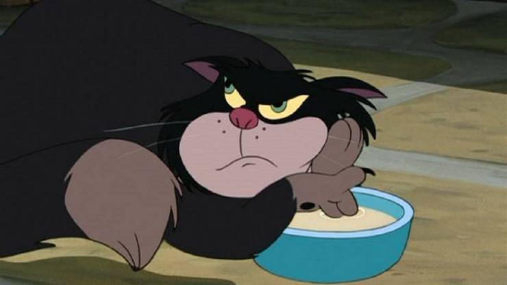 gatto di cenerentola