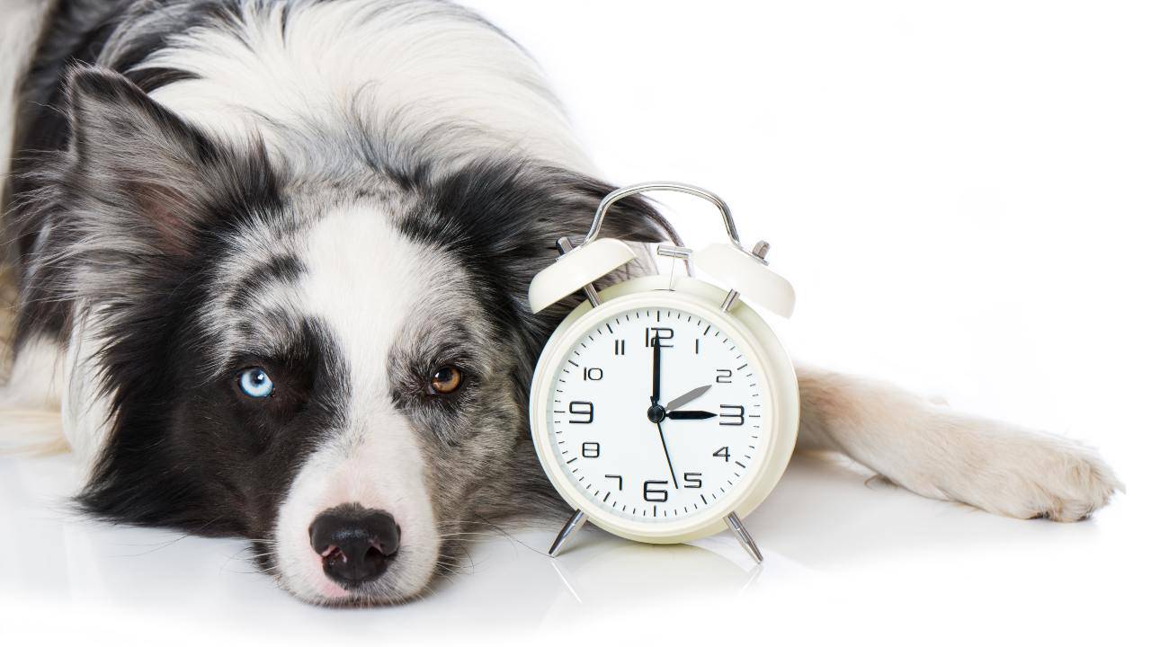 L'ora solare influisce sul cane?