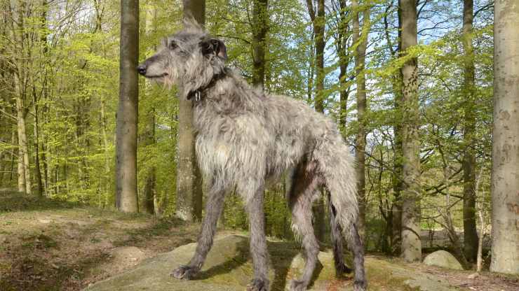 Alimentazione del Deerhound