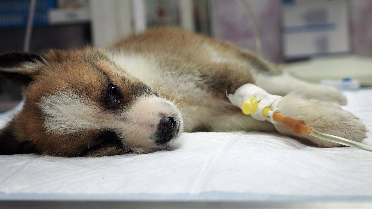 Cane sottoposto a flebo Peste nel cane