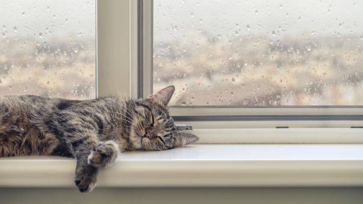 Il micio si addormenta quando fuori piove Il gatto dorme quando piove