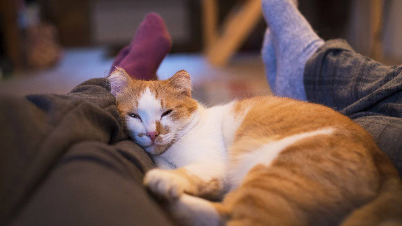 Gatto accoccolato tra le gambe dei suoi compagni umani L'importanza di creare una buona routine quotidiana per il gatto