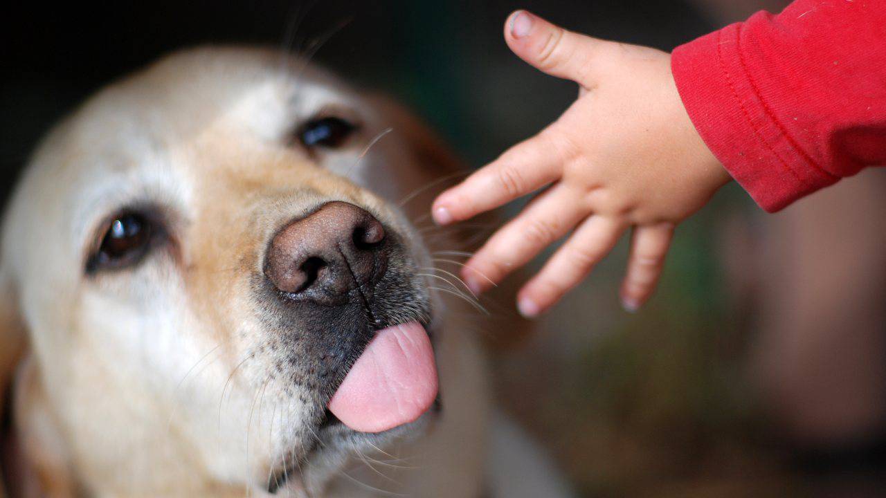 Bambino che mette la manina vicino alla bocca del cane Cosa rischio se il cane morde mio figlio