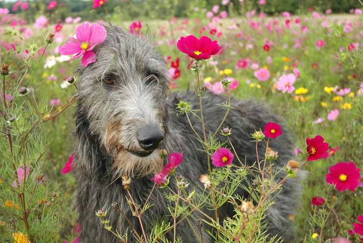 Deerhound