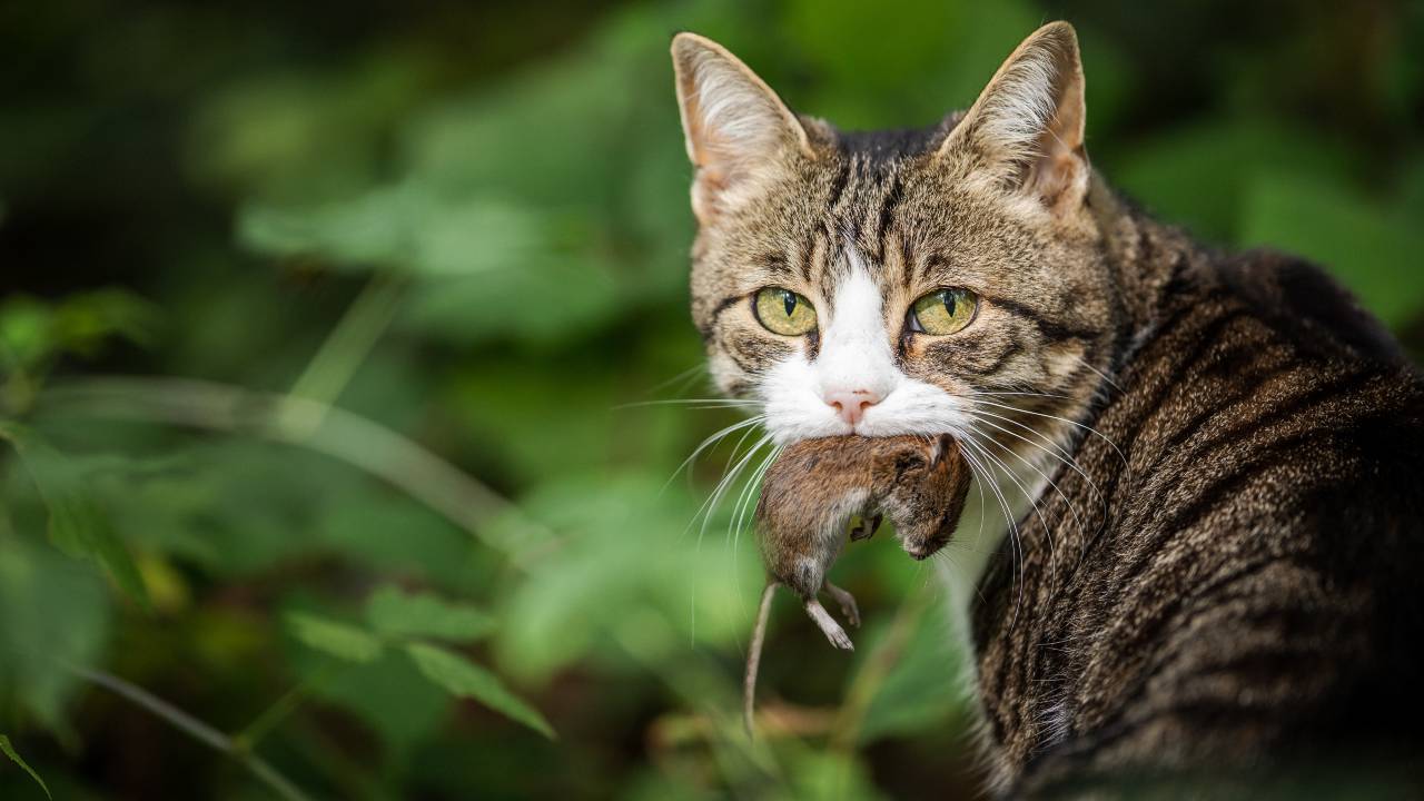 Topo con gatto in bocca Peste nel gatto