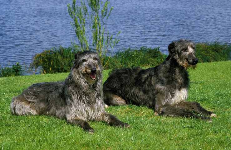 Con chi va d'accordo il Deerhound Due esemplari di Deerhound