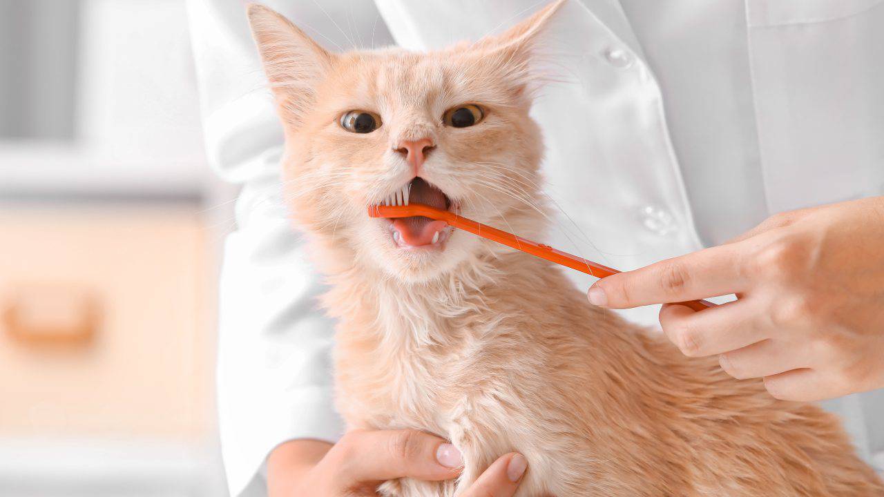Detartrasi per il gatto