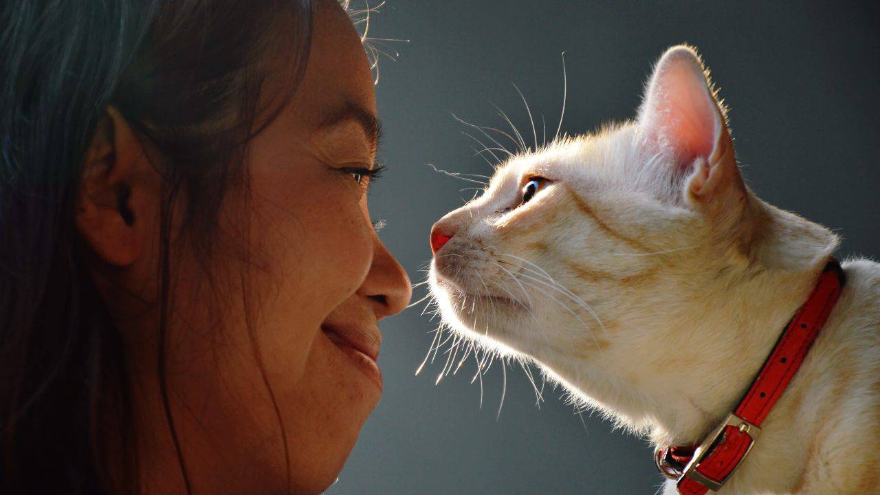 Gatto e bambina si annusano Profumo per gatti