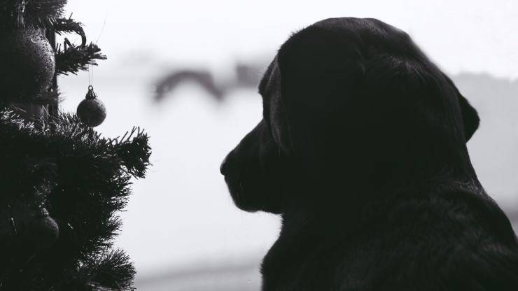 Cane alla finestra