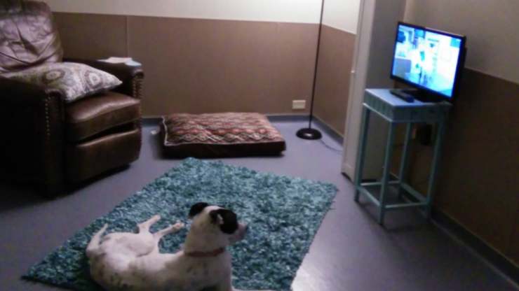 Cane guarda la tv