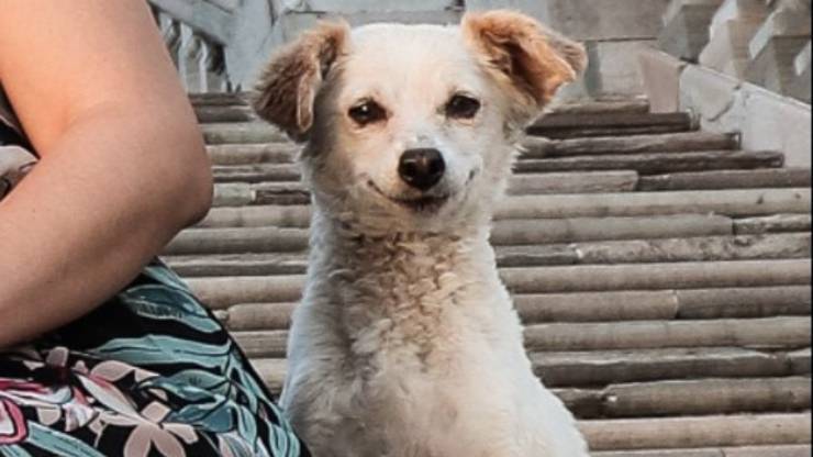 Cane intruso