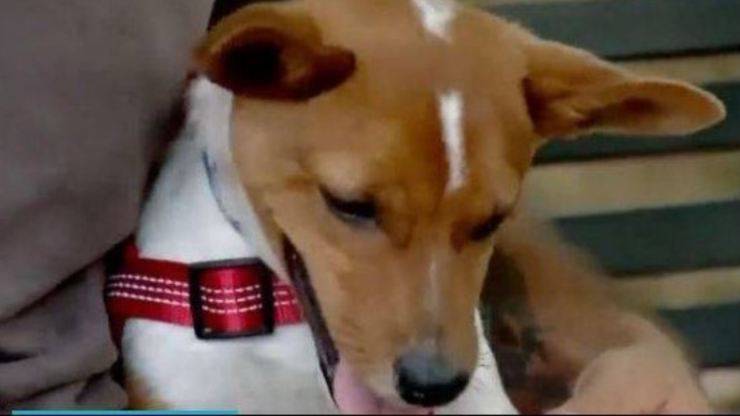 Cane senza zampa