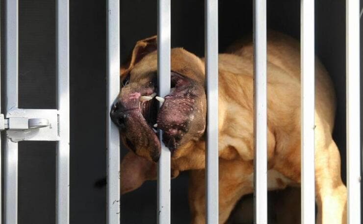 Cani salvati dai combattimenti (Screen Facebook)