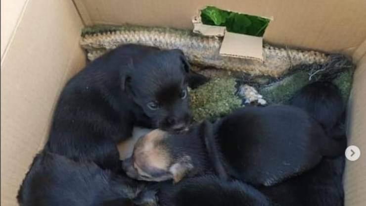 Cuccioli in scatola