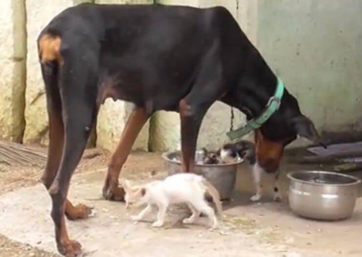 Dobermann adotta i gattini orfani (Screen video)