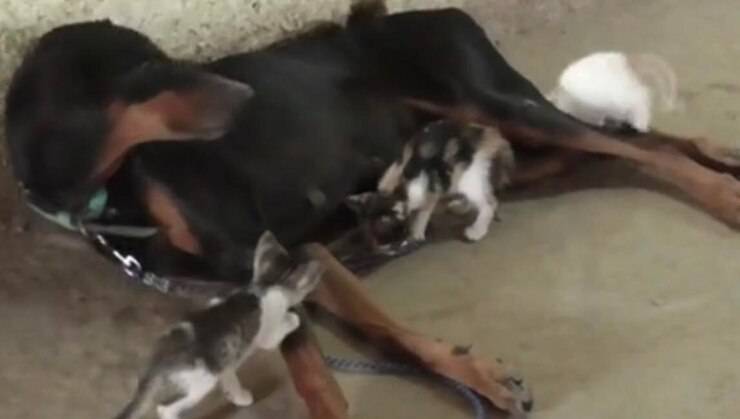 Dobermann insieme ai suoi gattini (Screen video)