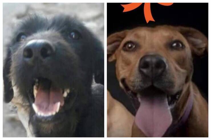 Due dei cuccioli che cercano una casa (Screen Facebook)