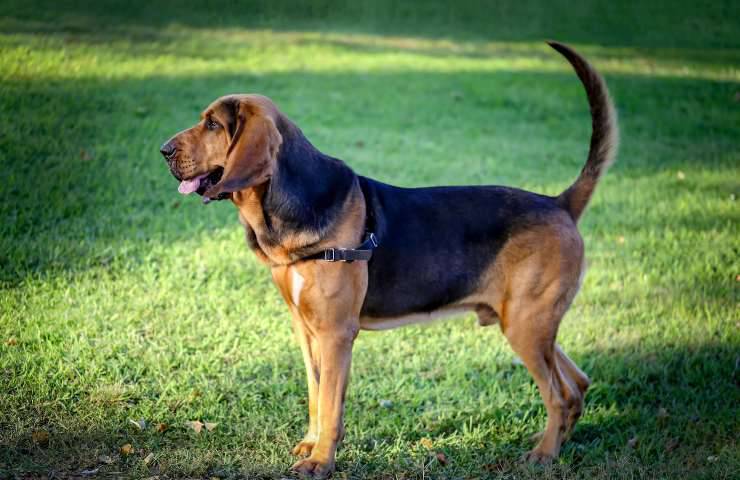 cane di sant'Uberto