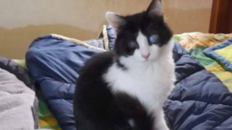 Francesco, micio non vedente