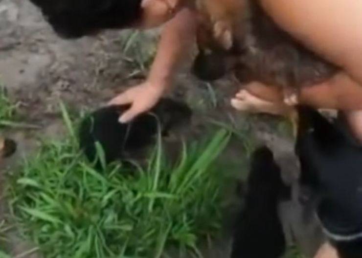 I cagnolini salvati