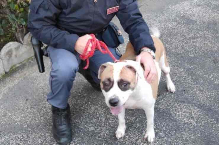 Il Pitbull liberato
