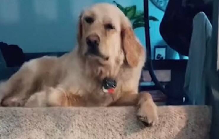 Il bellissimo Yogi (Screen video)