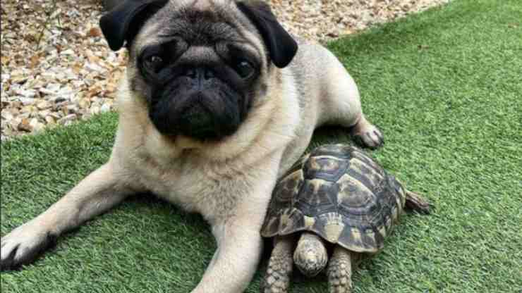 Il cagnolino e la testuggine