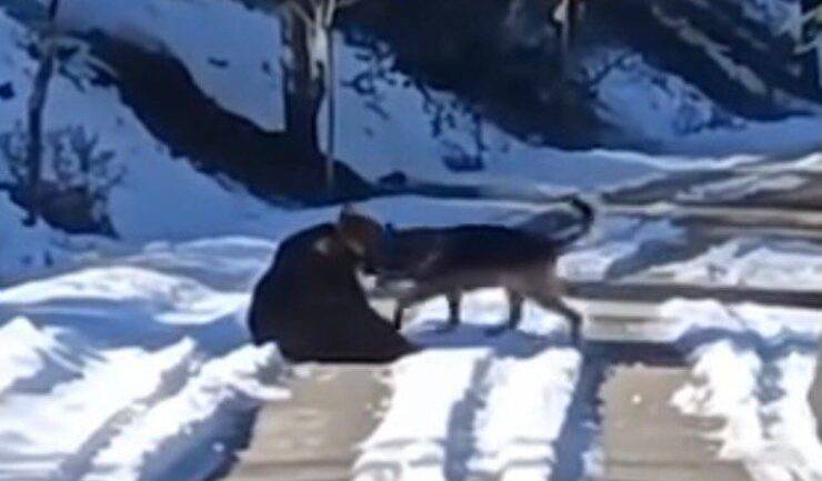 Juan Carrito e il cucciolo (Screen video)