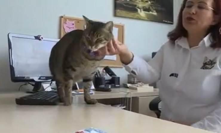 La micia e l'insegnante