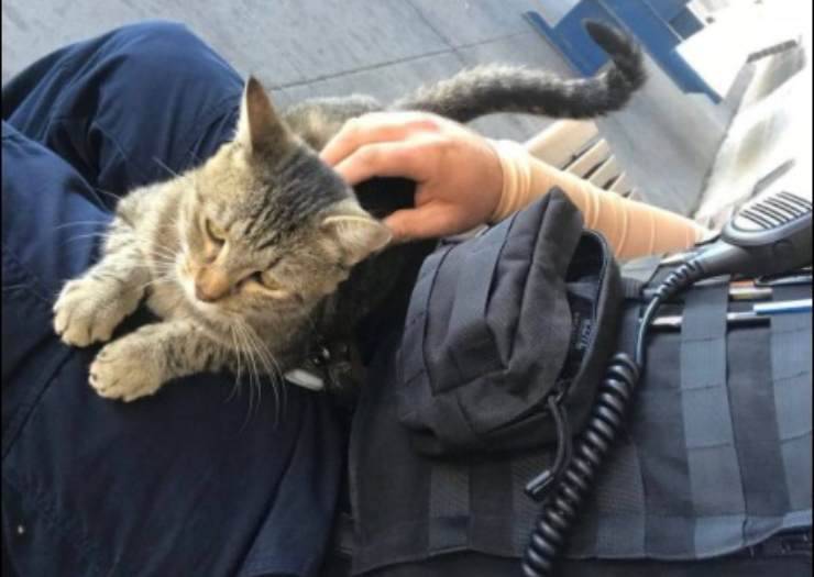 La micia ed il poliziotto