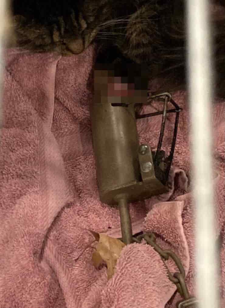 La zampetta di Minka chiusa nella trappola per procioni (Screen Twitter)