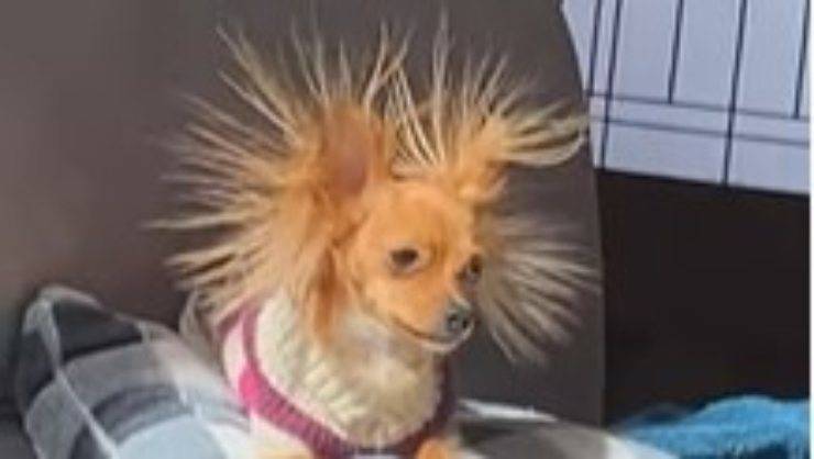 L'espressione del chihuahua