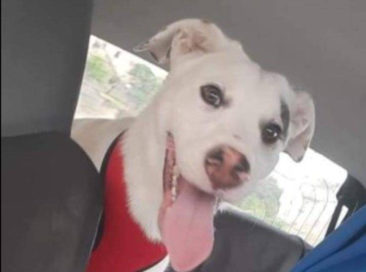 Macchia in auto