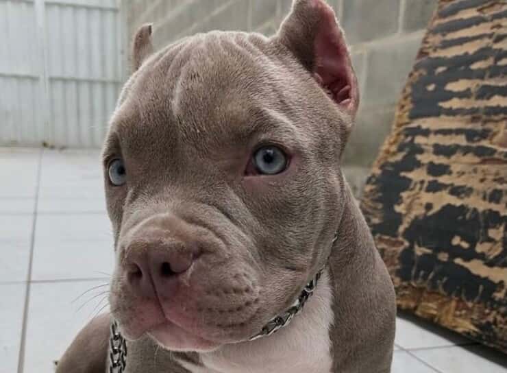 Meraviglioso cucciolo (Screen Pinterest)