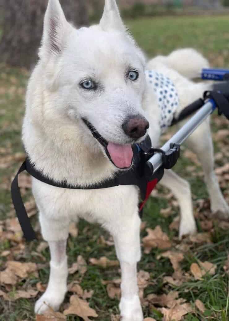 Olly (Screen Facebook)