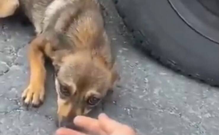 Paula appena trovata (Screen video)