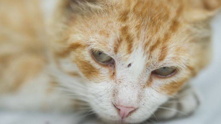 Primo piano gatto