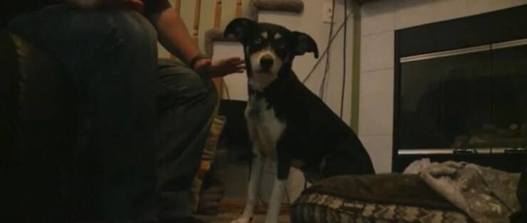 Roxy (Screen video)