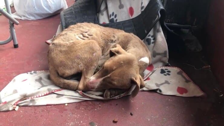 Tabea appena trovata (Screen video)
